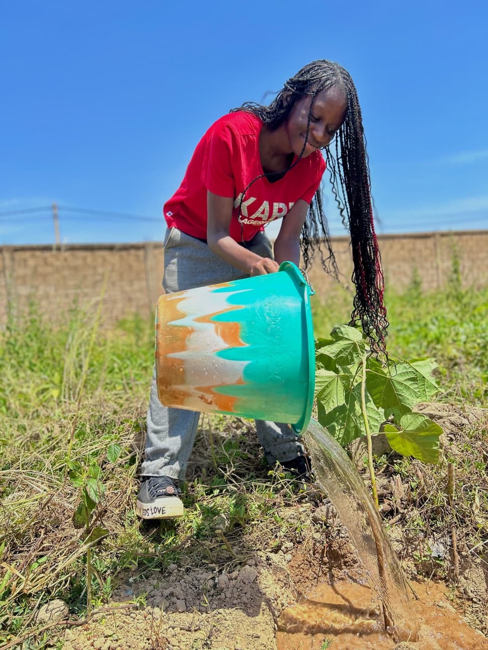 Burkina Faso Tree Planting Initiative - Image 5
